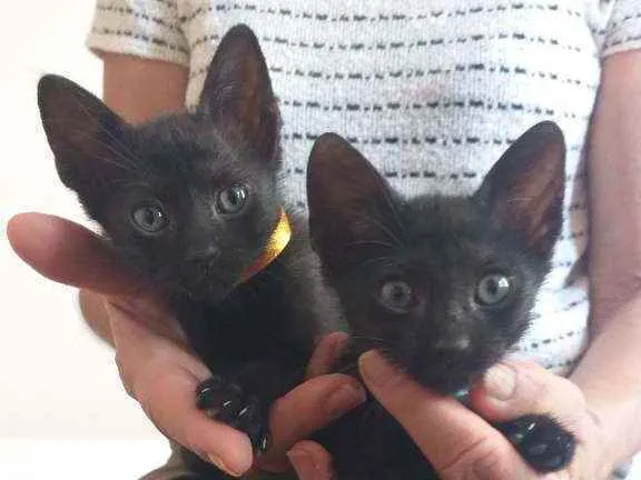 Gato raça srd idade Abaixo de 2 meses nome Pretinhos
