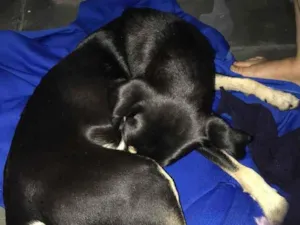 Cachorro raça Vira-lata idade 1 ano nome Não tem nome