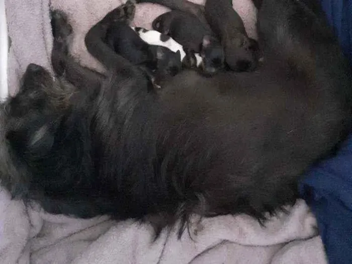 Cachorro ra a  idade Abaixo de 2 meses nome Lili 