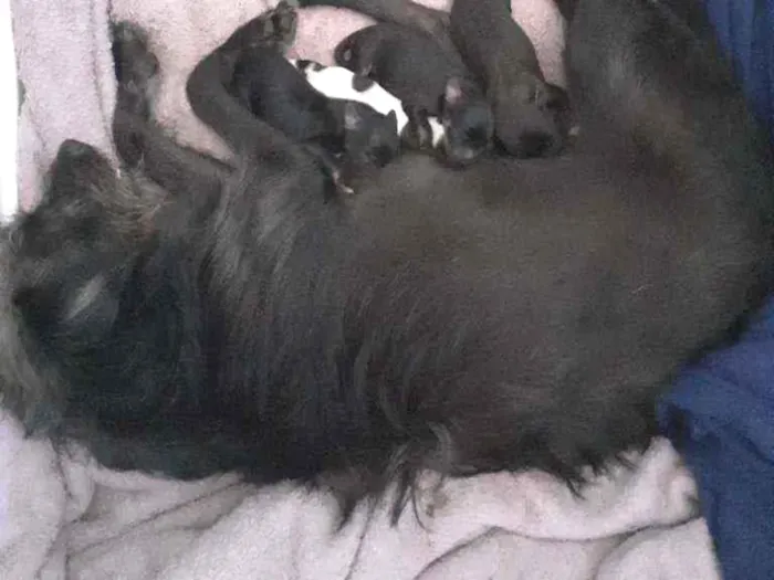 Cachorro ra a  idade Abaixo de 2 meses nome Lili 