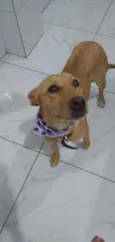 Cachorro