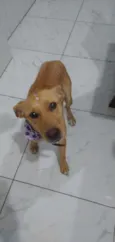 Cachorro