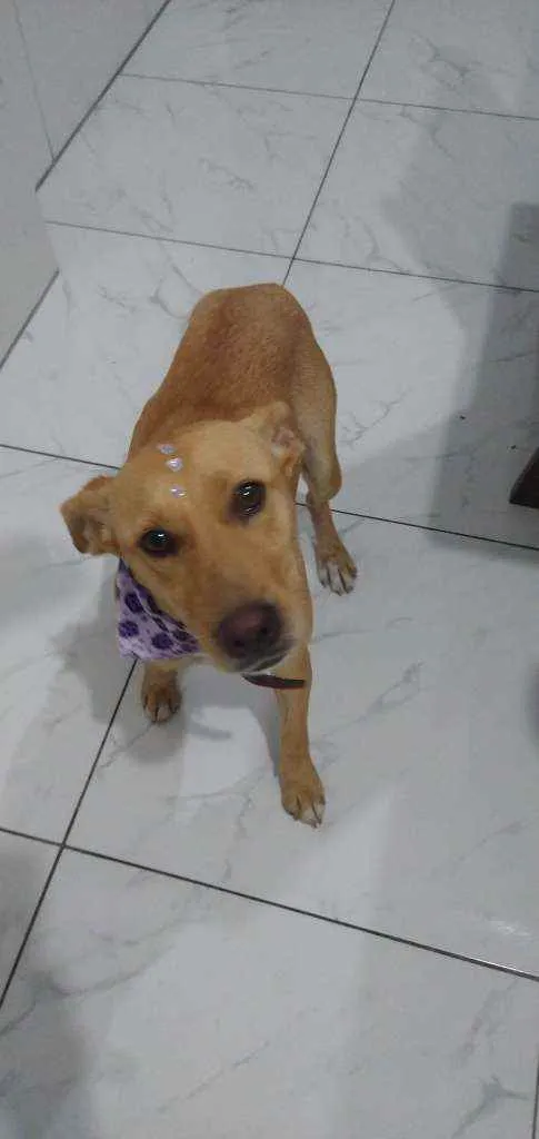 Cachorro ra a SRD idade 1 ano nome Cachorro
