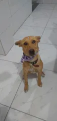 Cachorro