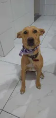 Cachorro