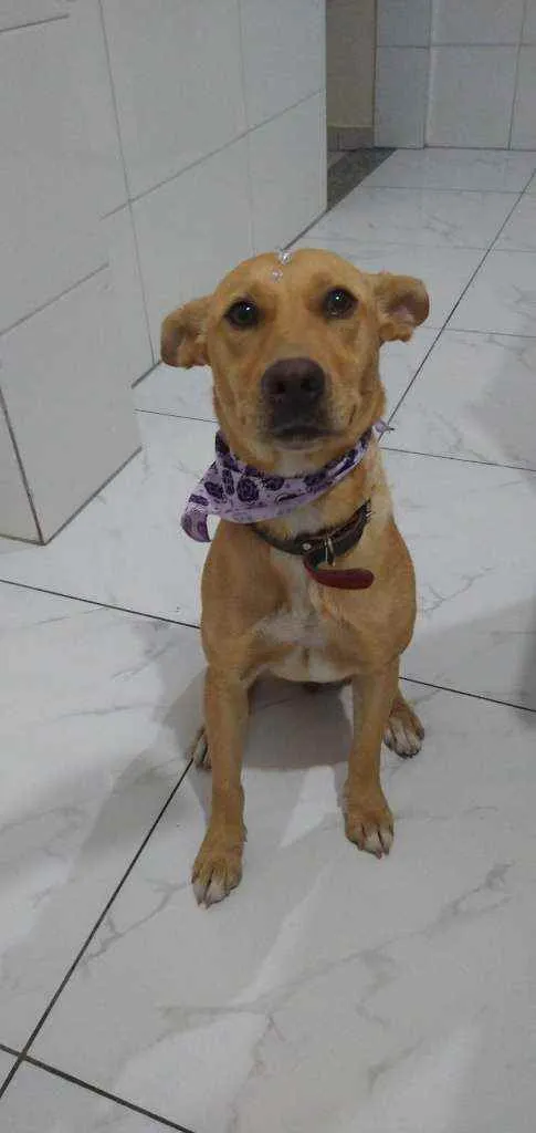 Cachorro ra a SRD idade 1 ano nome Cachorro