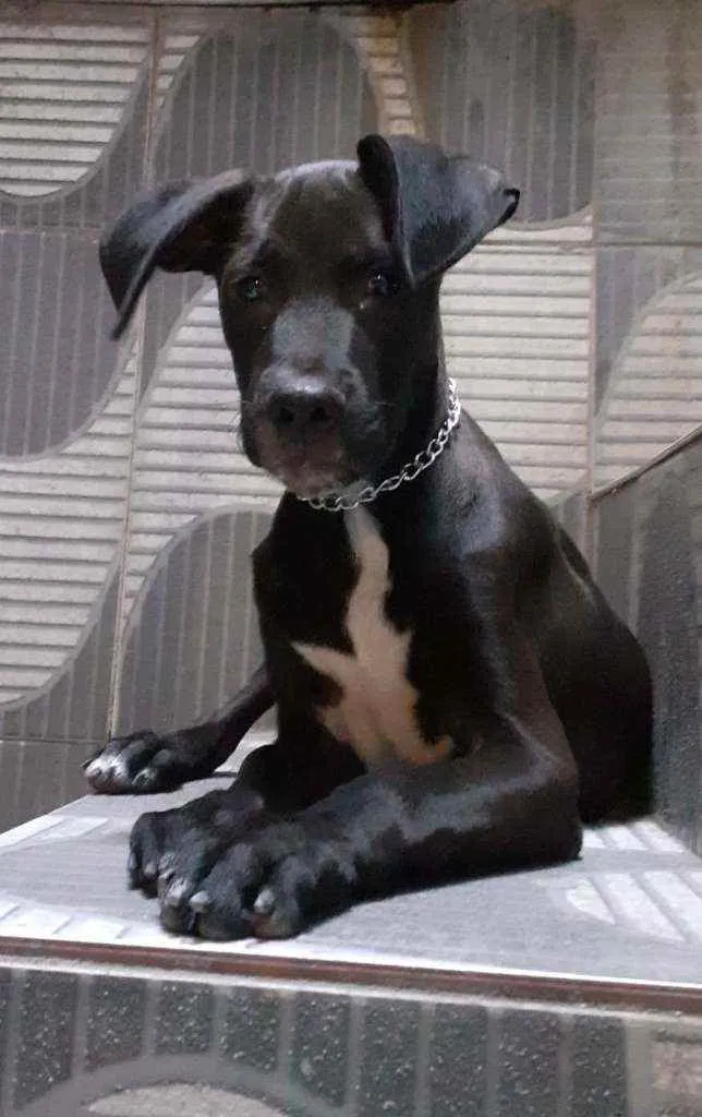 Cachorro ra a Srd idade 2 a 6 meses nome Ravi