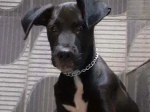 Cachorro raça Srd idade 2 a 6 meses nome Ravi