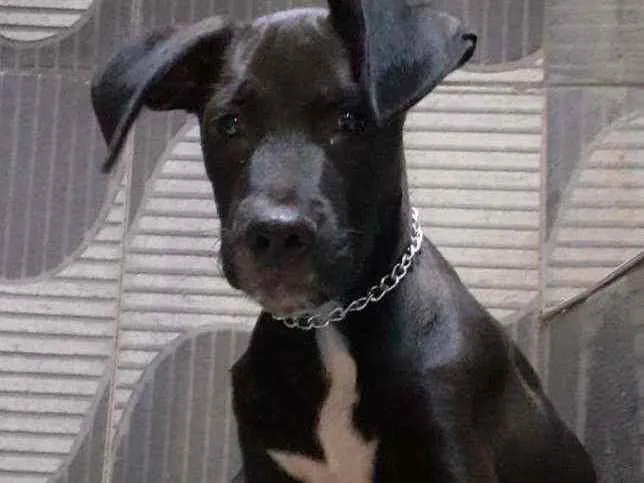 Cachorro ra a Srd idade 2 a 6 meses nome Ravi