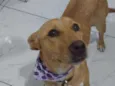 Cachorro