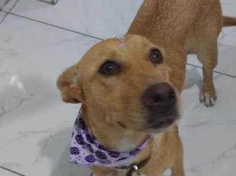 Cachorro ra a SRD idade 1 ano nome Cachorro