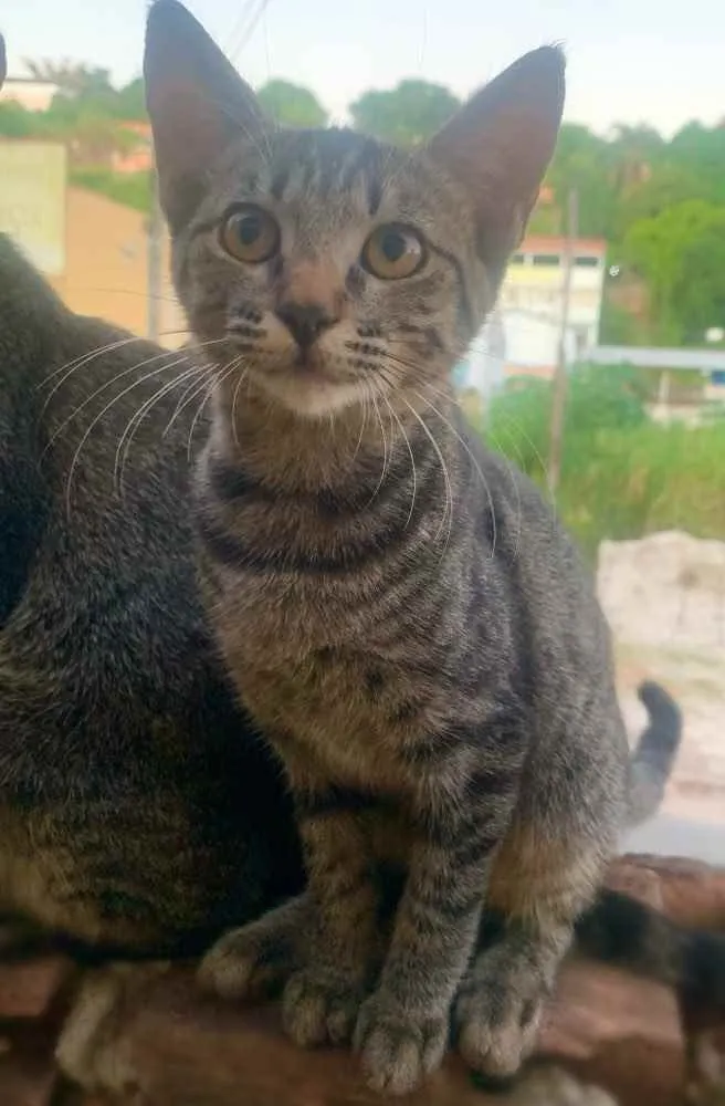 Gato ra a Sem Raça  idade 2 a 6 meses nome Sem Nome