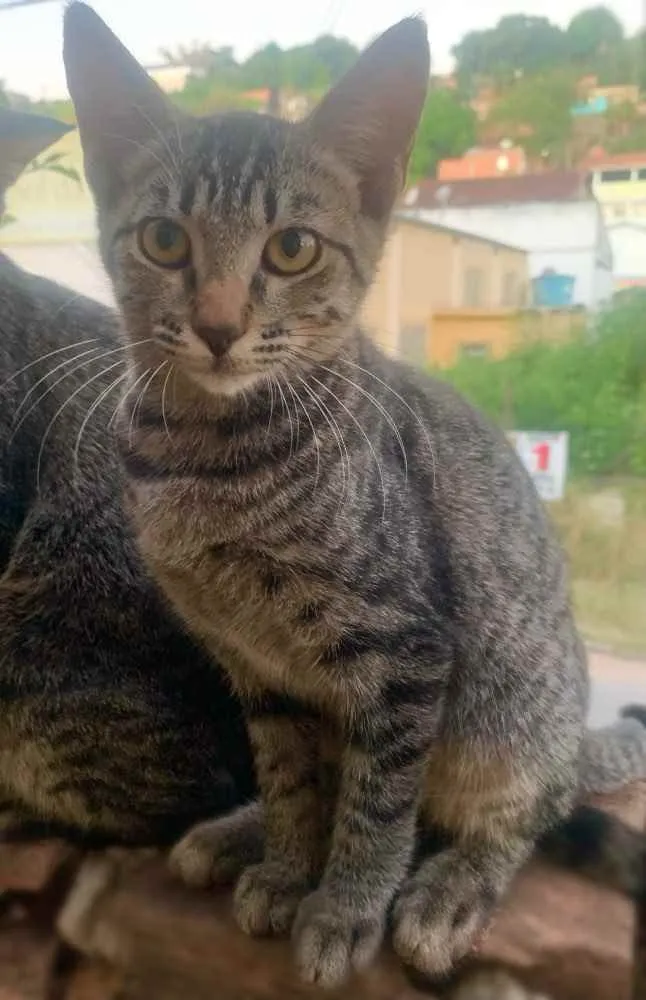 Gato ra a Sem Raça  idade 2 a 6 meses nome Sem Nome