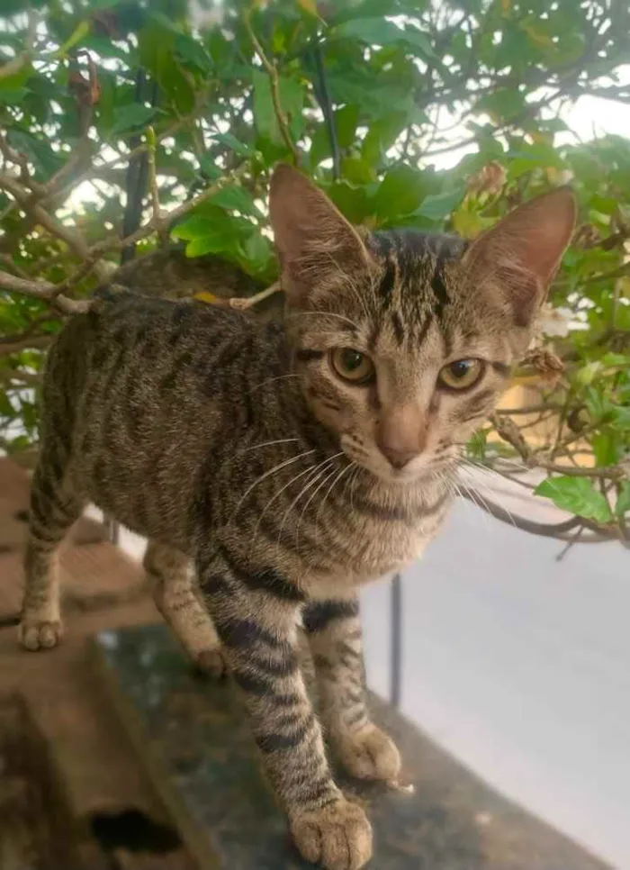 Gato ra a Sem Raça  idade 2 a 6 meses nome Sem Nome