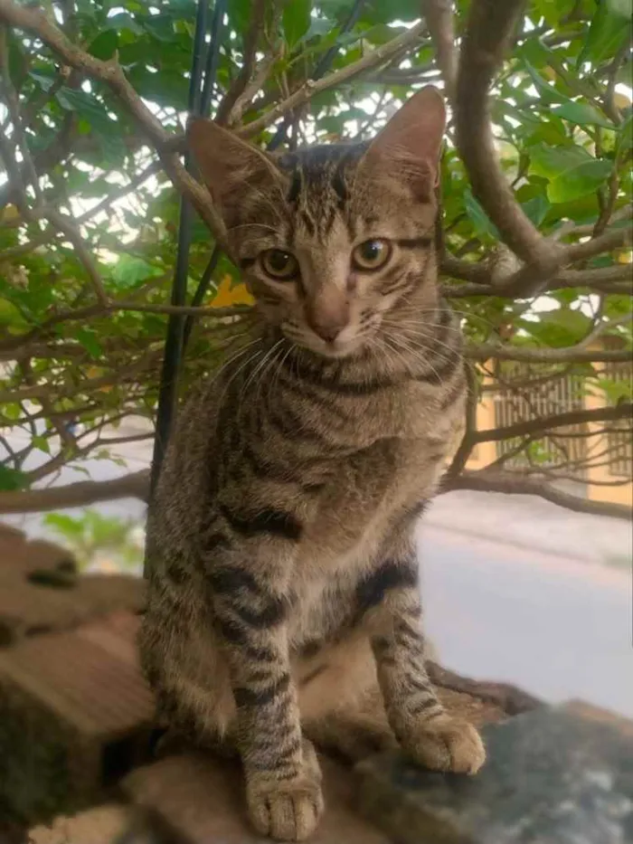 Gato ra a Sem Raça  idade 2 a 6 meses nome Sem Nome