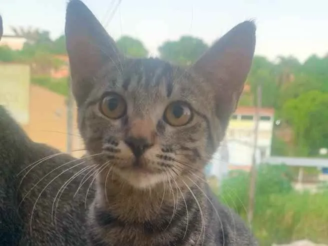 Gato ra a Sem Raça  idade 2 a 6 meses nome Sem Nome