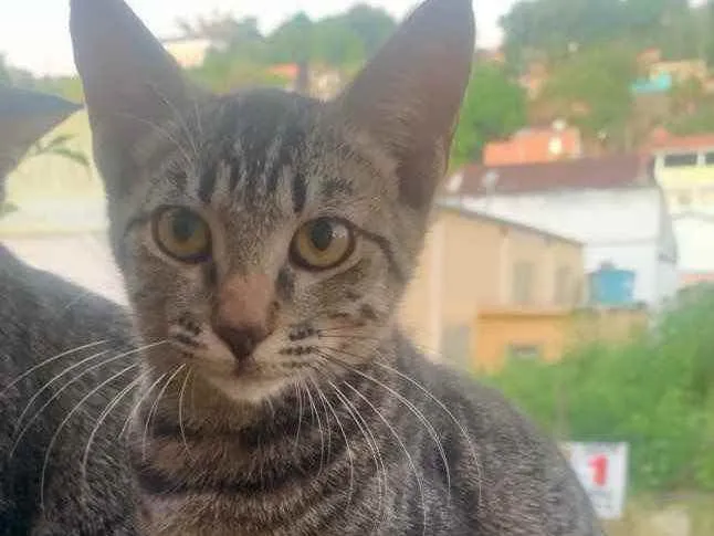 Gato ra a Sem Raça  idade 2 a 6 meses nome Sem Nome