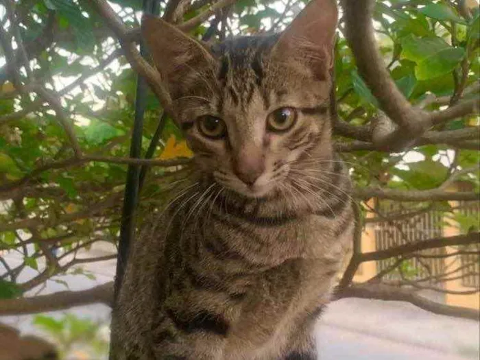 Gato ra a Sem Raça  idade 2 a 6 meses nome Sem Nome