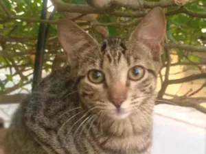 Gato raça Sem Raça  idade 2 a 6 meses nome Sem Nome