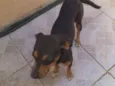Neguinha