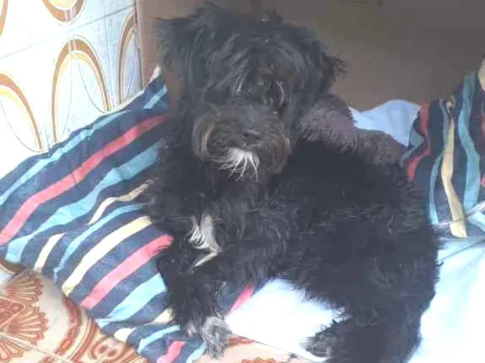 Cachorro raça Pudle idade 3 anos nome Sem nome