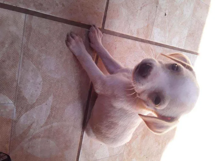 Cachorro ra a Vira-latas idade Abaixo de 2 meses nome São filhotes