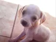 São filhotes