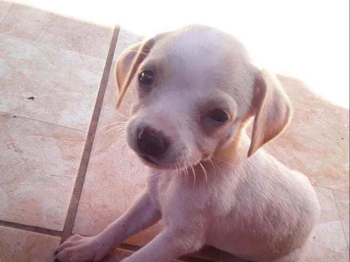 Cachorro ra a Vira-latas idade Abaixo de 2 meses nome São filhotes