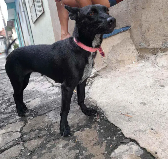 Cachorro ra a Vira-lata  idade 2 anos nome Pretinha 