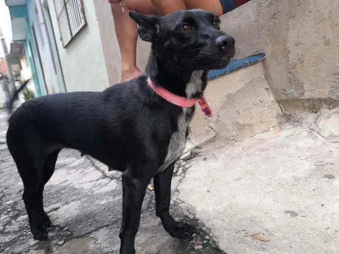 Cachorro ra a Vira-lata  idade 2 anos nome Pretinha 