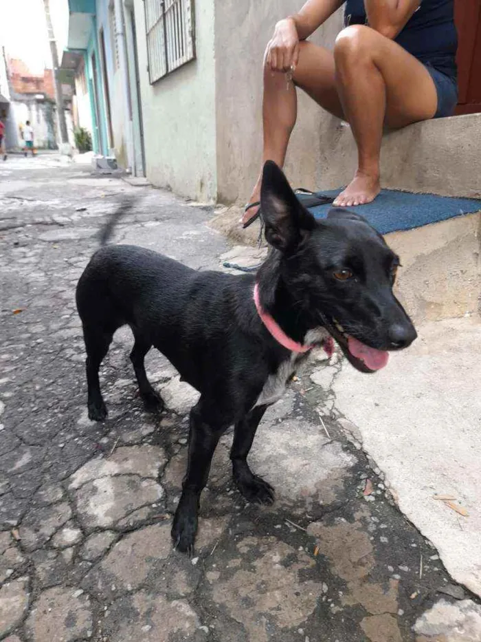 Cachorro ra a Vira-lata  idade 2 anos nome Pretinha 