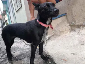 Cachorro raça Vira-lata  idade 2 anos nome Pretinha 