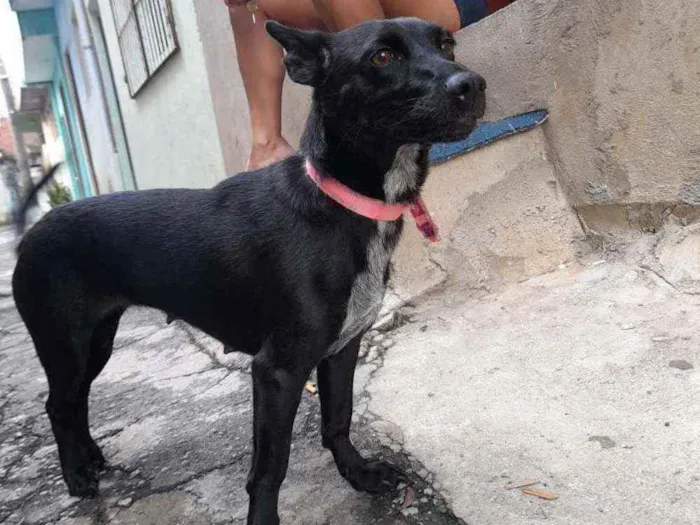 Cachorro ra a Vira-lata  idade 2 anos nome Pretinha 