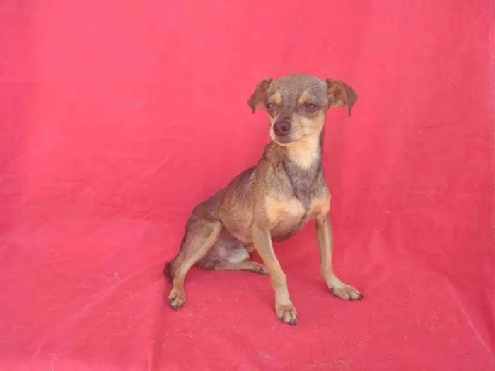 Cachorro ra a SRD idade 2 anos nome Kayser