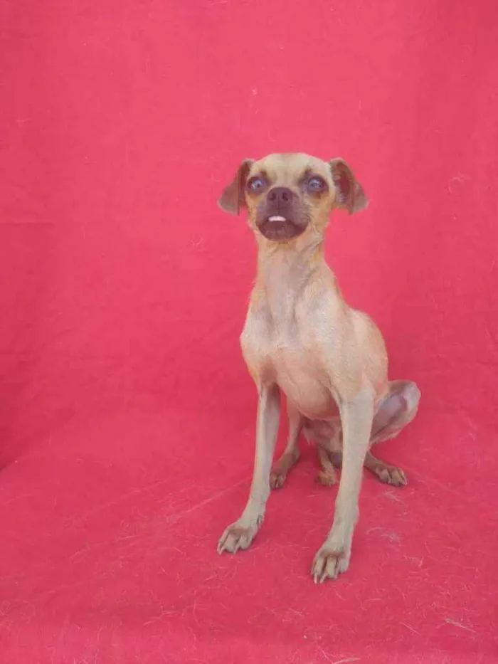 Cachorro ra a SRD idade 2 anos nome Caveira