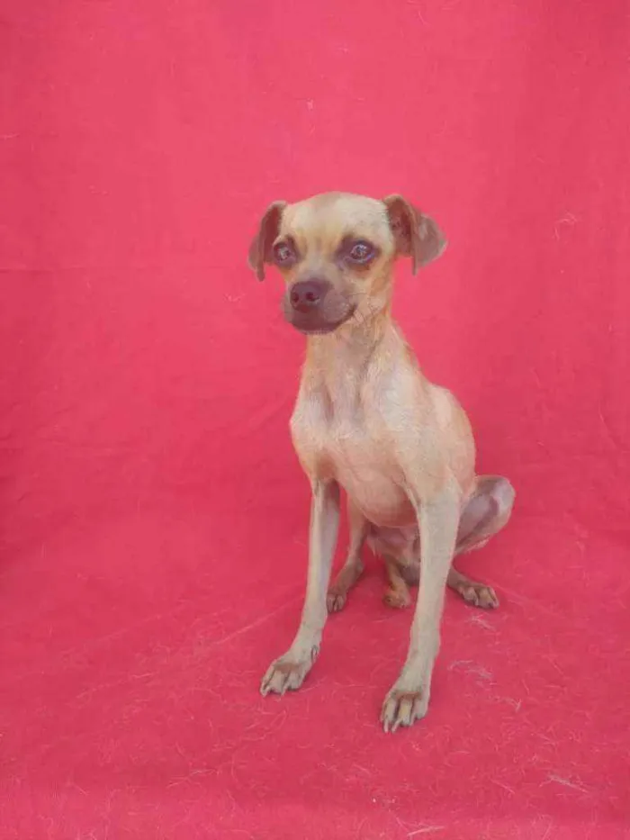 Cachorro ra a SRD idade 2 anos nome Caveira