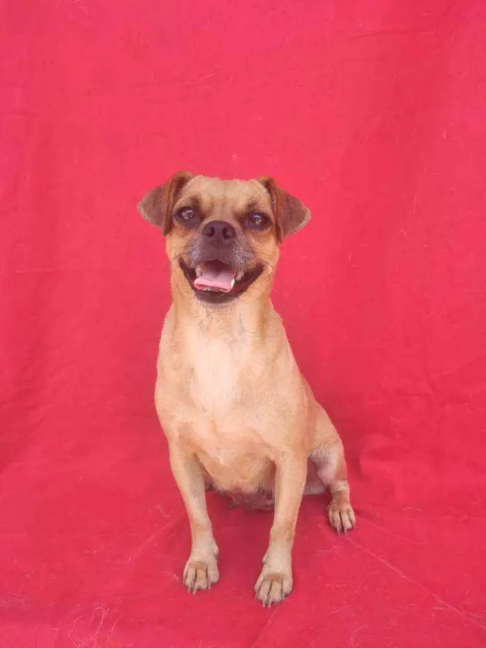 Cachorro ra a SRD idade 2 anos nome Chubaca