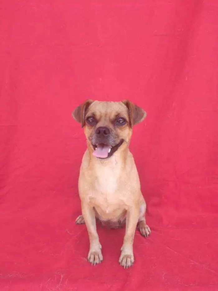 Cachorro ra a SRD idade 2 anos nome Chubaca