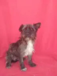 Hipólito