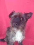 Hipólito