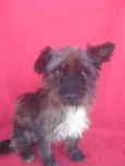 Hipólito