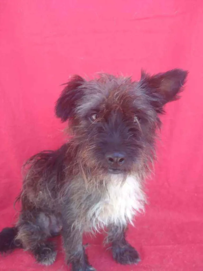 Cachorro ra a SRD idade 1 ano nome Hipólito