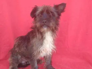 Cachorro raça SRD idade 1 ano nome Hipólito