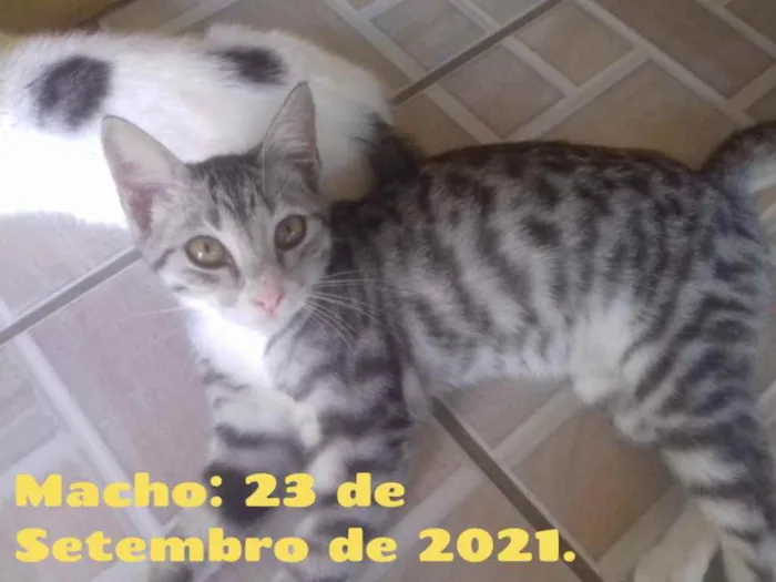 Gato ra a Vira-lata idade 2 a 6 meses nome Sem nome