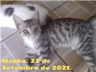 Gato raça Vira-lata idade 2 a 6 meses nome Sem nome
