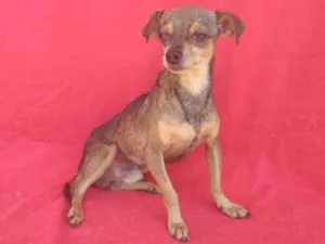 Cachorro raça SRD idade 2 anos nome Kayser