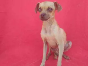 Cachorro raça SRD idade 2 anos nome Caveira