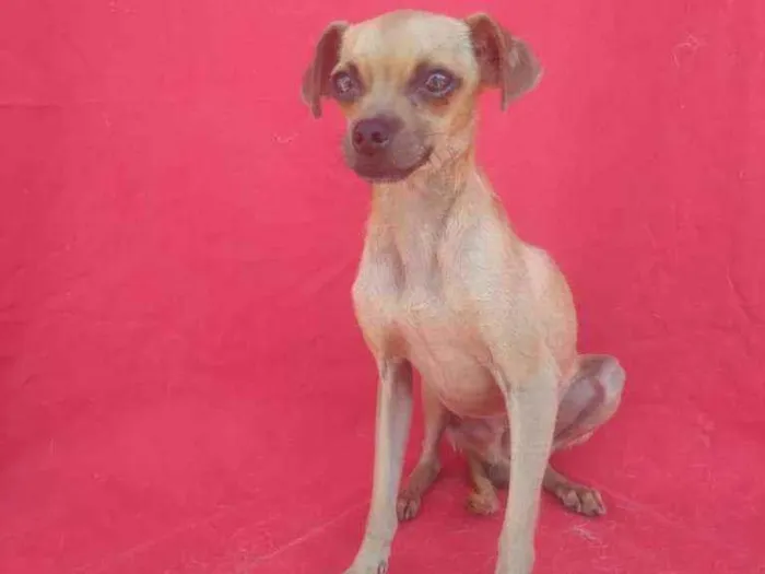 Cachorro ra a SRD idade 2 anos nome Caveira