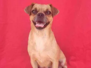 Cachorro raça SRD idade 2 anos nome Chubaca