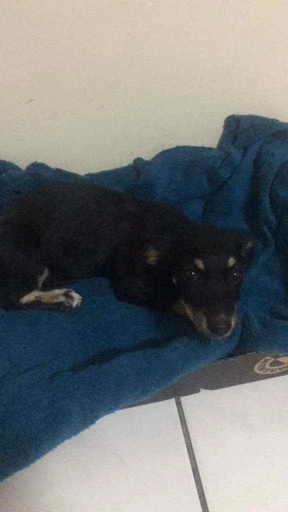 Cachorro raça Vira-lata idade 2 a 6 meses nome Frizza